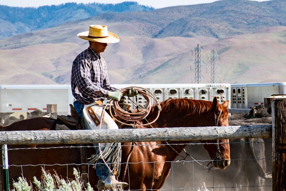 Rancher at a livestock pen gate with a Calico trailer parked behind