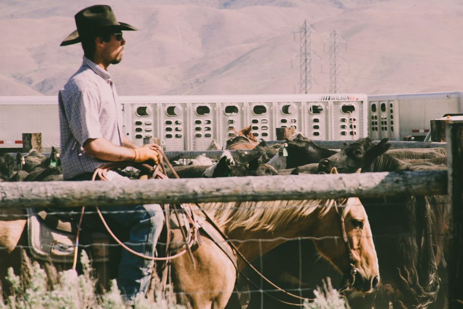 Rancher on horseback at the pens