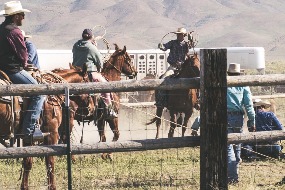 Ranch pens with trailers staged for a cattle roundup