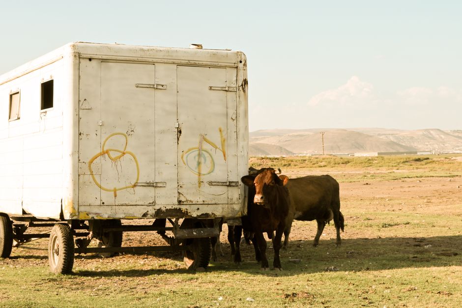 Livestock trailer parked in a pasture with cattle