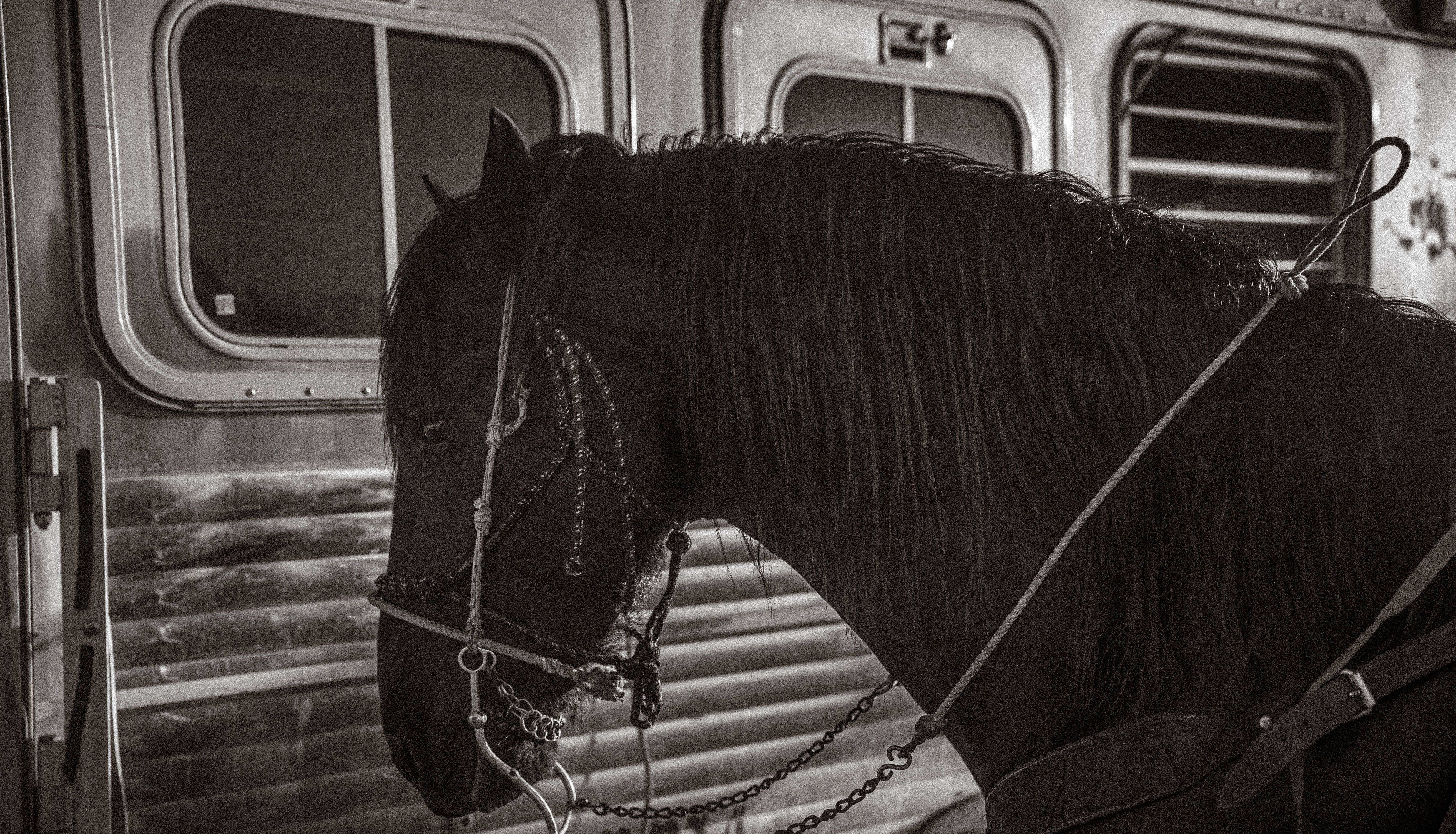 Horse loaded into a Calico horse trailer